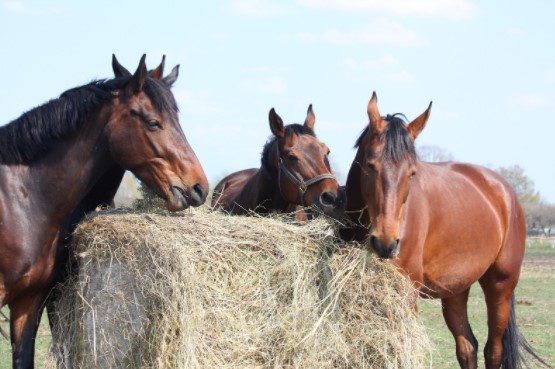 Horses-eating-Hay.jpg